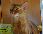 Кошки в Москве: Сомалийский кот, 2 года Мальчик, 1 руб. - фото 4