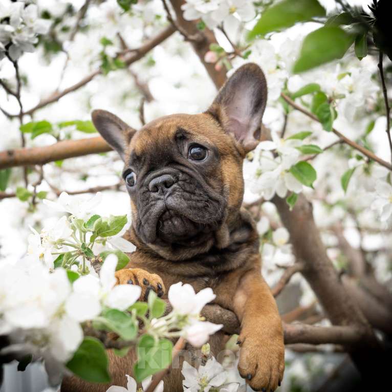 Собаки в Челябинске: французкий бульдог Девочка, 60 000 руб. - фото 2
