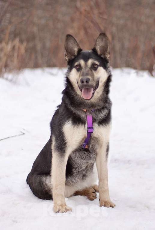 Собаки в Москве: Тайми очень спокойная девочка, в поисках любящей семьи Девочка, Бесплатно - фото 6