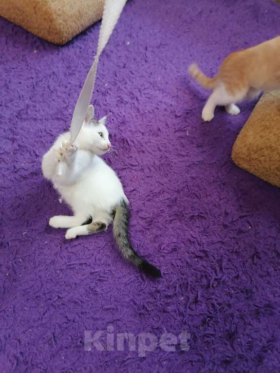 Кошки в Томске: Нежная прелестная белянка Девочка, 10 руб. - фото 6