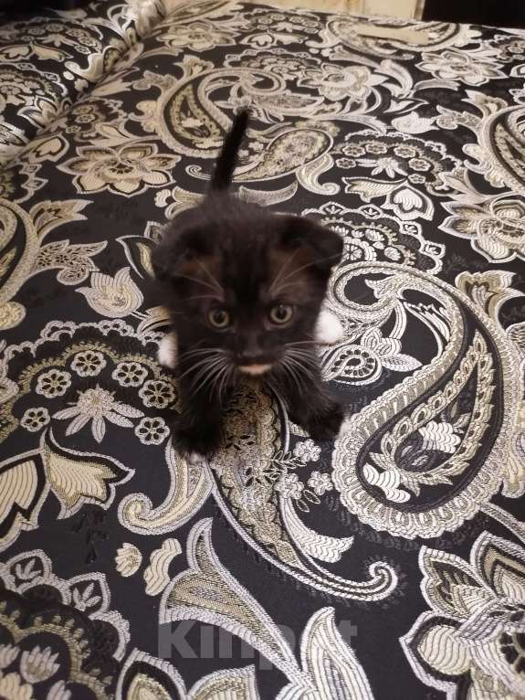 Кошки в Подольске: Котенок Мальчик, 1 500 руб. - фото 1
