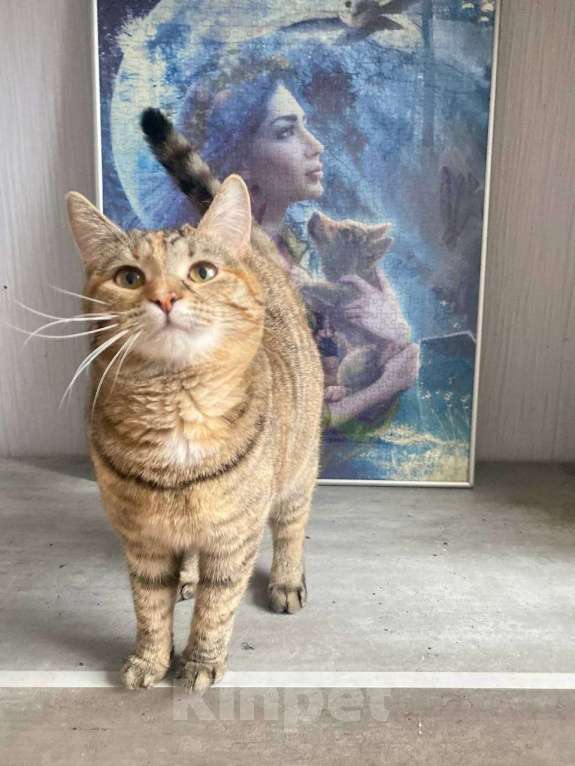 Кошки в Москве: Котенок Туся ищет дом Девочка, Бесплатно - фото 9