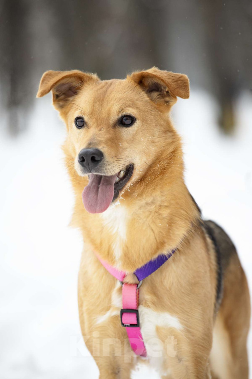 Собаки в Москве: Небольшая ласковая Лаванда в добрые руки Девочка, Бесплатно - фото 4