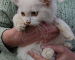 Кошки в Конаково: Даня Мальчик, 1 руб. - фото 2