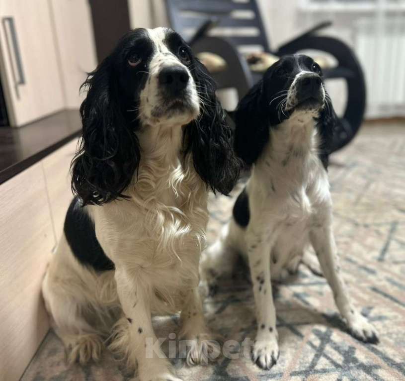 Собаки в других городах Московской области: Щенки русского охотничьего спаниеля. Девочка, 15 000 руб. - фото 5