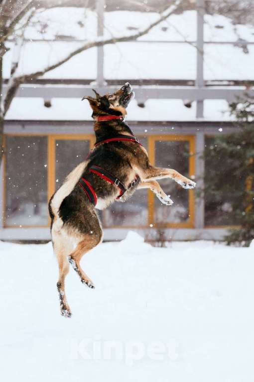 Собаки в Москве: Очаровательная Джума ищет дом Девочка, Бесплатно - фото 9