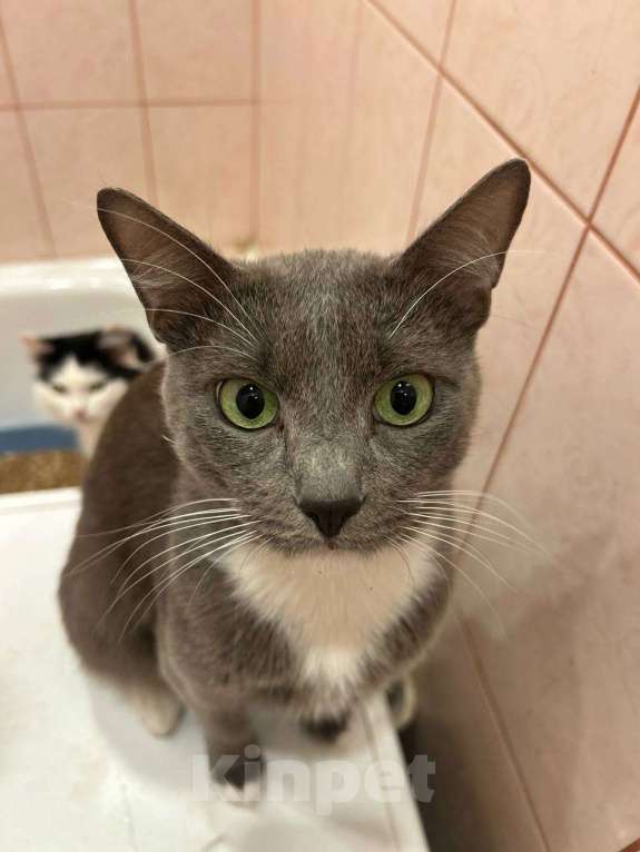 Кошки в Клине: Сева — подарите ему семью Мальчик, Бесплатно - фото 4