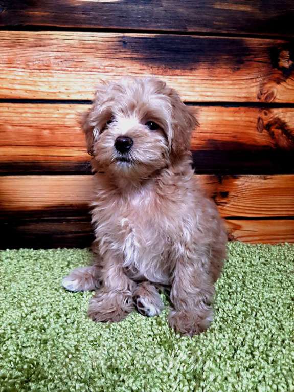 Собаки в Москве: Мальтипу f1 mini принцесса Девочка, 130 000 руб. - фото 2