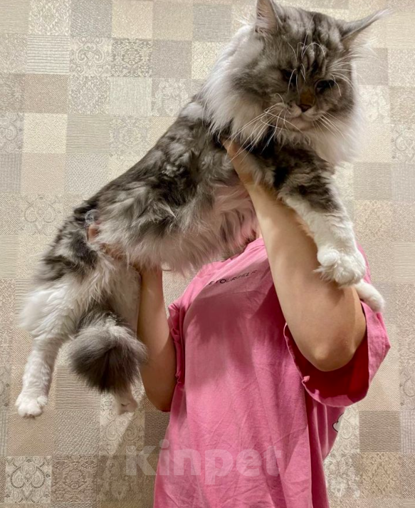 Кошки в других городах Московской области: Котенок мейн кун Девочка, 25 000 руб. - фото 5
