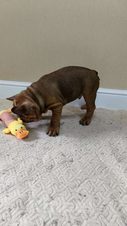 Собаки в Белореченске: Французский бульдог Мальчик, Бесплатно - фото 3