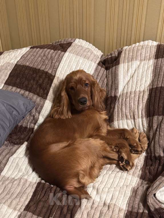 Собаки в Москве: Бусинку в добрые руки Мальчик, Бесплатно - фото 4