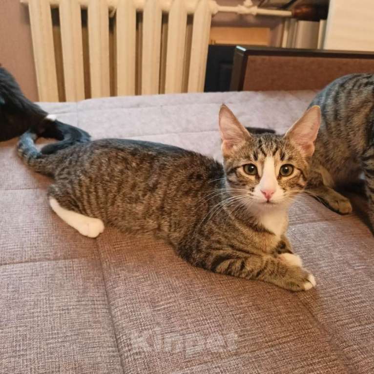 Кошки в Москве: Кошка-подросток Девочка, Бесплатно - фото 9