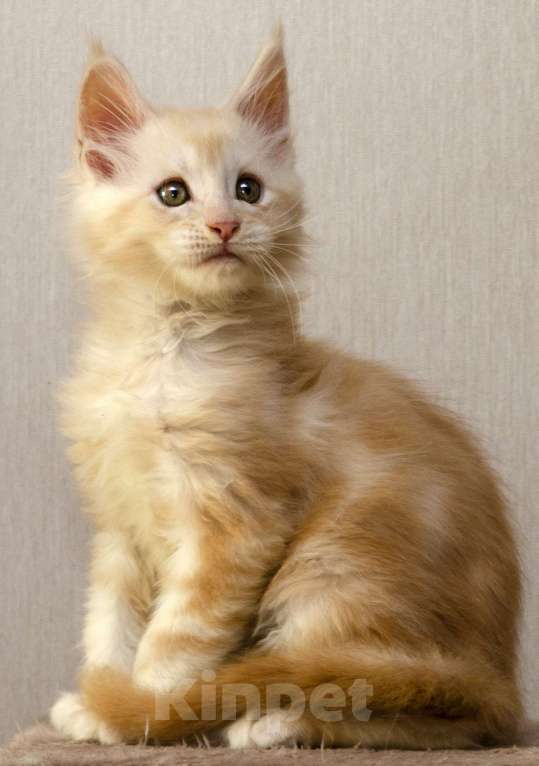 Кошки в Москве: Котенок мейнкун полидакт Мальчик, 70 000 руб. - фото 2