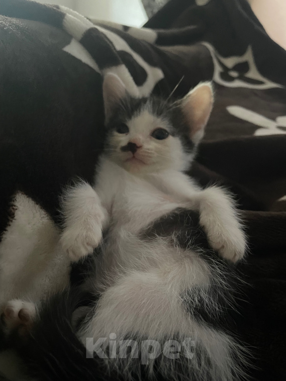 Кошки в Волгограде: Отдаю кошечку в добрые руки) бесплатно💗 Девочка, Бесплатно - фото 3