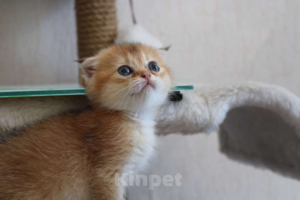 Кошки в Москве:  вислоухая девочка-шотландец Девочка, 22 000 руб. - фото 5