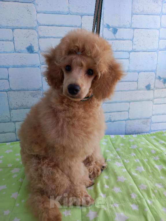 Собаки в Москве: Нестор Солнечный Лев Мальчик, 60 000 руб. - фото 3