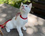 Кошки в Королеве: Котенок Мальчик, Бесплатно - фото 6