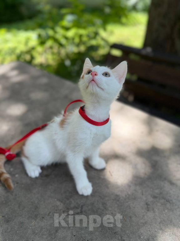 Кошки в Королеве: Котенок Мальчик, Бесплатно - фото 6