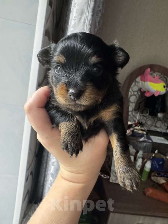 Собаки в Валуйках: Девочка Девочка, 15 000 руб. - фото 1