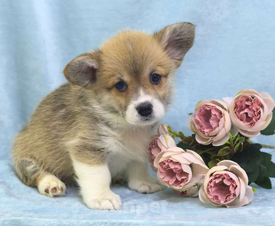 Собаки в Москве: Девочка вельш корги пемброк Куцехвостая Девочка, 60 000 руб. - фото 3