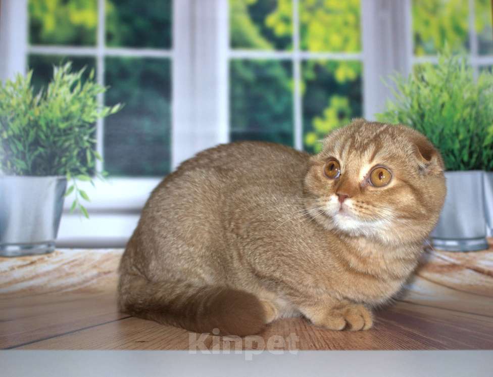 Кошки в Санкт-Петербурге: Шотландский вислоухий котенок  Мальчик, Бесплатно - фото 6