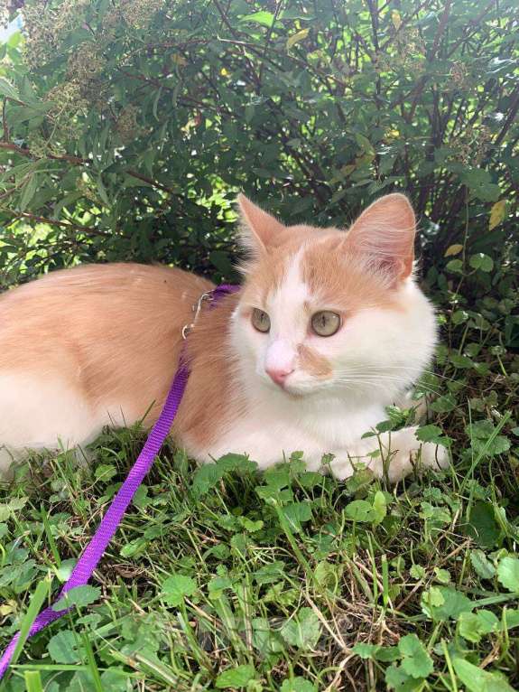 Кошки в других городах Московской области: Рыжий пушистый огромный кот Мальчик, 1 000 руб. - фото 2