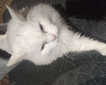 Кошки в Голицыно: Белая кошка комок Девочка, 100 руб. - фото 1