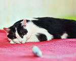 Кошки в Одинцово: Очень хороший котик очень ждет своего человека Мальчик, Бесплатно - фото 2