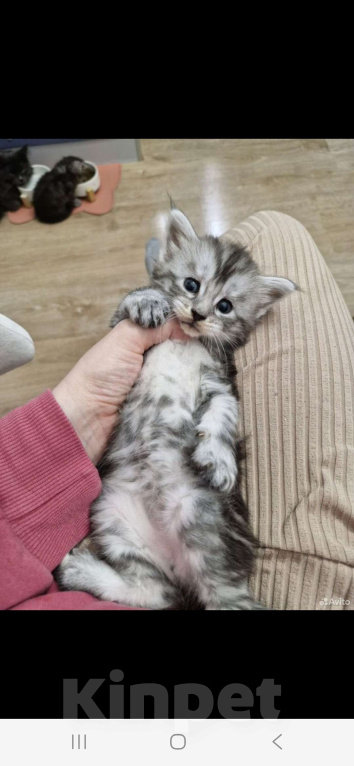 Кошки в Санкт-Петербурге: Котёнок мейн-кун Мальчик, 25 000 руб. - фото 1