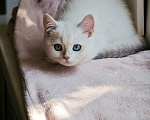 Кошки в Краснодаре: Британские котята золотая голубая шиншилла Девочка, 20 000 руб. - фото 5
