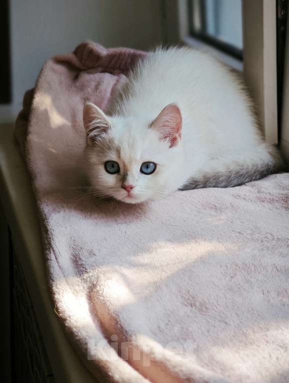 Кошки в Краснодаре: Британские котята золотая голубая шиншилла Девочка, 20 000 руб. - фото 5