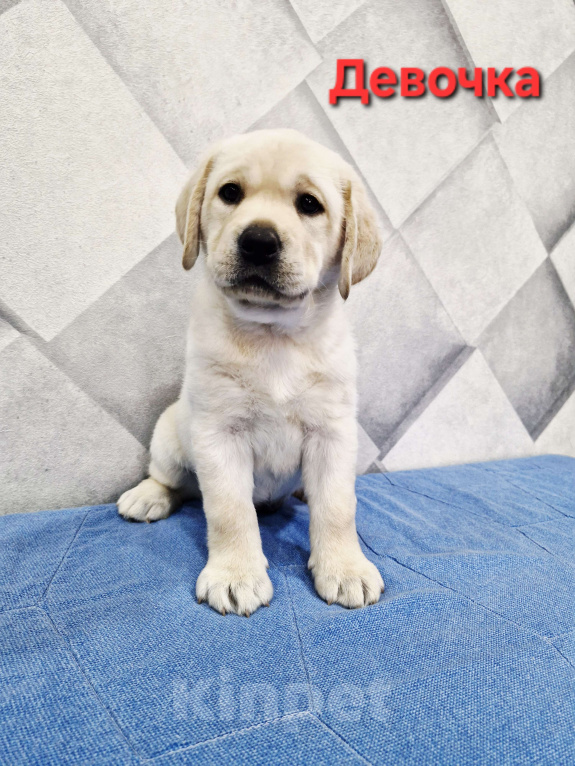 Собаки в Новокузнецке: Щенок лабрадора девочка Девочка, 60 000 руб. - фото 3