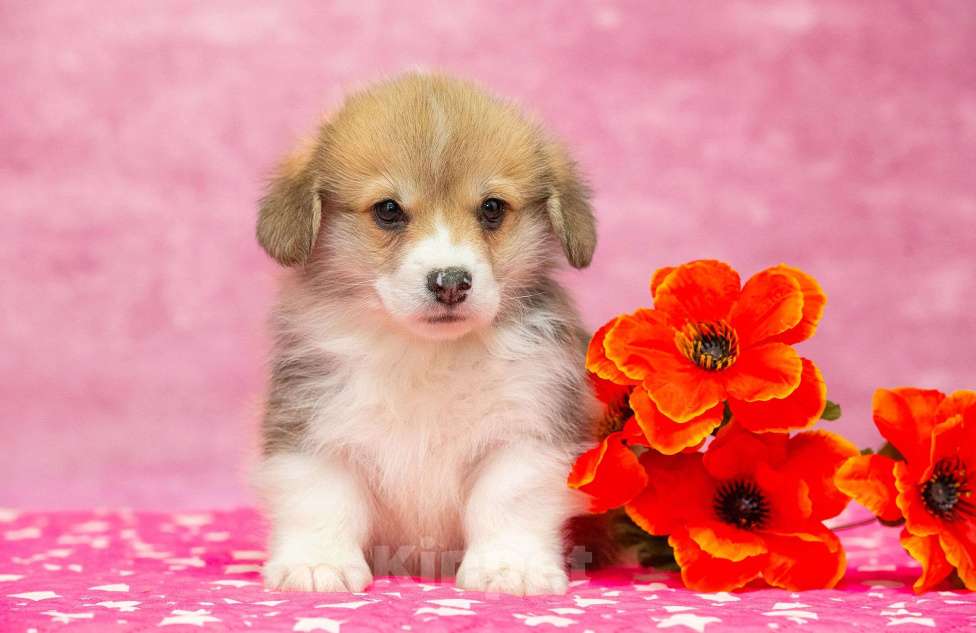 Собаки в Москве: Вельш корги пемброк Мальчик, 40 000 руб. - фото 3