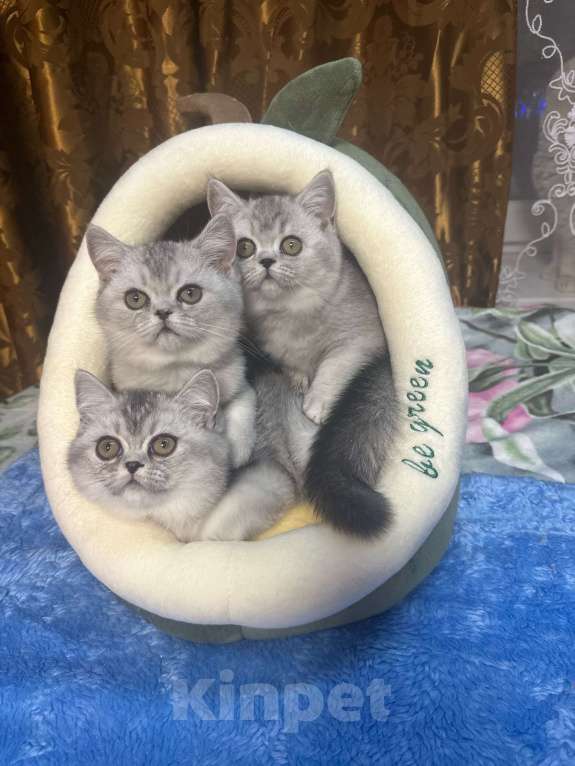 Кошки в Москве: шотландская  Девочка, 20 000 руб. - фото 1