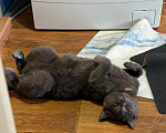Кошки в Кемерово: Отдам кота! Мальчик, Бесплатно - фото 5