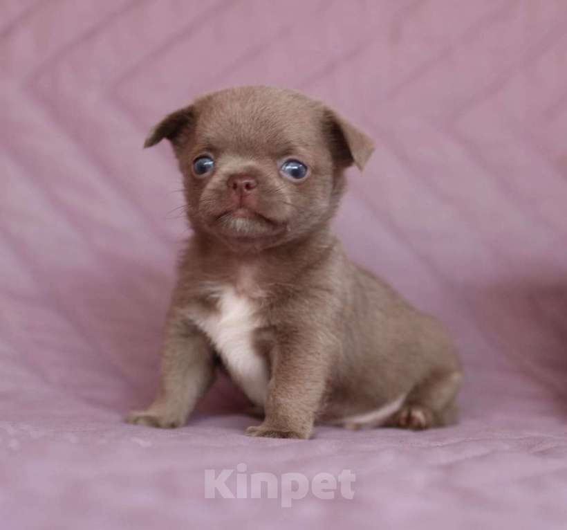 Собаки в Ульяновске: чихуахуа Мальчик, 70 000 руб. - фото 2