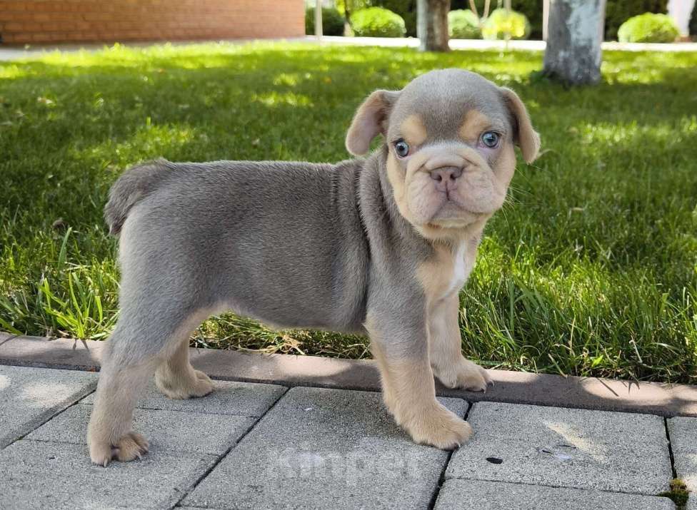Собаки в Тимашевске: Девочка - изабелла с подпалом Девочка, 80 000 руб. - фото 4