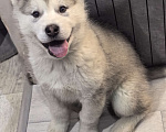 Собаки в Абакане: Щенки Аляскинского маламута Девочка, 20 000 руб. - фото 3