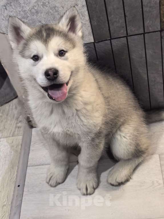 Собаки в Абакане: Щенки Аляскинского маламута Девочка, 20 000 руб. - фото 3