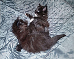 Кошки в Калуге: Правильный Мейн-кун может быть только черным, 5 000 руб. - фото 4