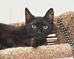 Кошки в Кумертау: Черная Вишенка 8 месяцев, Бесплатно - фото 5
