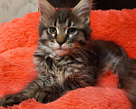 Кошки в Кудымкаре: Котята Мейн Кун, 17 000 руб. - фото 7