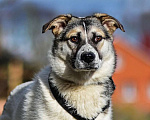 Собаки в Домодедово: Веста - лайка метис 11 мес. девочка Девочка, 1 руб. - фото 1