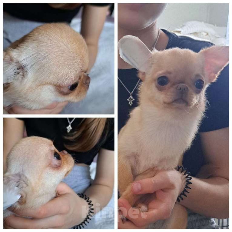 Собаки в Ростове-на-Дону: Девочки чихуахуа  Девочка, 55 000 руб. - фото 2