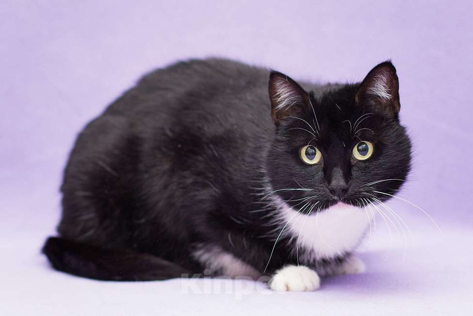 Кошки в Москве: Круглый кошкинс Девочка, Бесплатно - фото 5