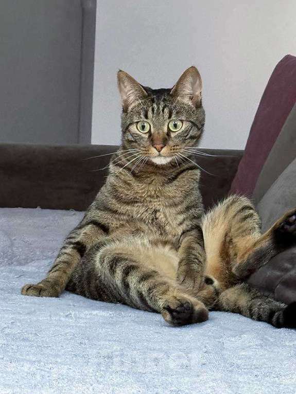 Кошки в Москве: Ищет дом кот, который умеет любить Мальчик, 10 руб. - фото 1