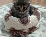 Кошки в Уфе: Котята в добрые руки Разнополые, Бесплатно - фото 3