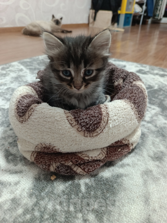 Кошки в Уфе: Котята в добрые руки Разнополые, Бесплатно - фото 3