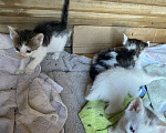 Кошки в Астрахани: Котята в добрые руки Разнополые, Бесплатно - фото 2