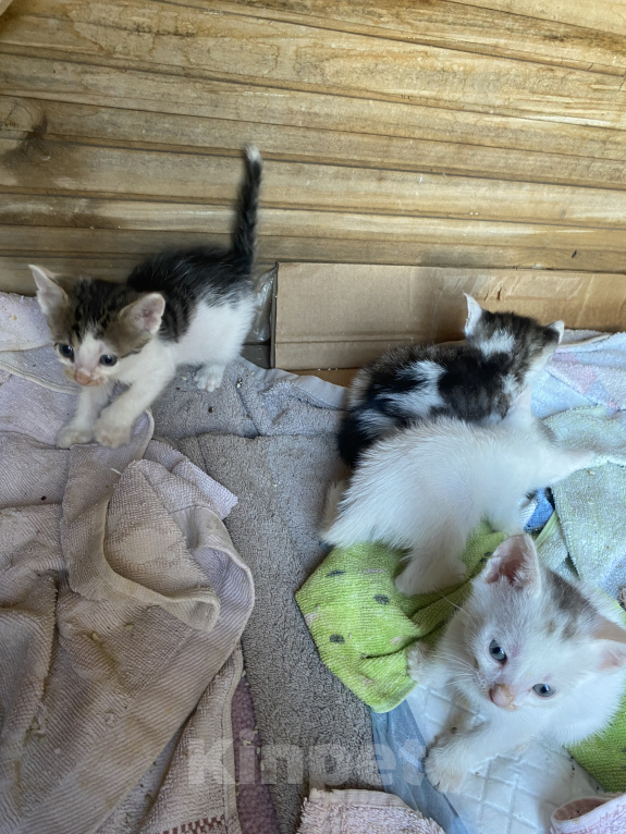 Кошки в Астрахани: Котята в добрые руки Разнополые, Бесплатно - фото 2